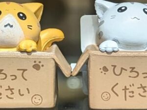 Gato caja