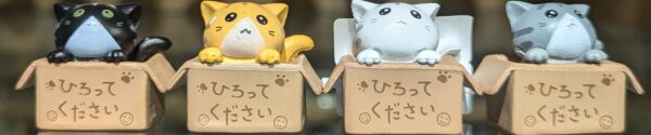 Gato caja