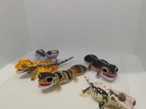 reptiles Gecko