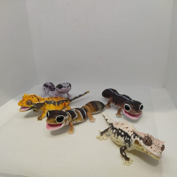 reptiles Gecko